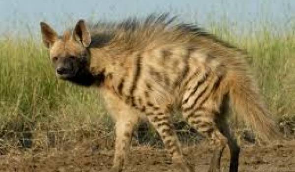 La hyène rayée est une espèce rare et difficilement observable.