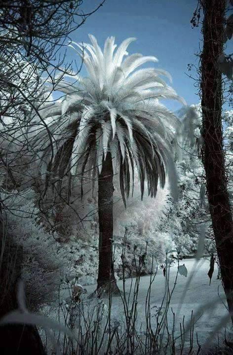 Images. Le Sahara algérien s'habille d'un manteau blanc 