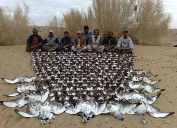 Un prince saoudien tue 2000 outardes en une seule partie de chasse au Pakistan!