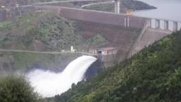 Barrage de Beni Haroun (Mila): la faune aquatique en danger de mort