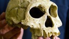 Homo erectus a cohabité avec d'autres espèces humaines en Afrique