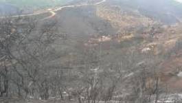 Mizrana (Kabylie) : plusieurs villages sous des flammes ravageuses