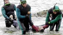Ghazaouet : 6 corps de harraga repêchés par des gardes côtes