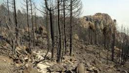 Qui cherche à pousser les Kabyles à quitter la Kabylie ?