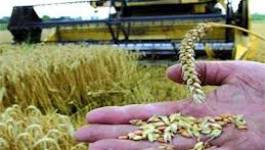 Les importations de blé de l'Algérie reculent de 30% en 2012