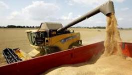 L'Algérie a réalisé une très bonne récolte de céréales en 2012