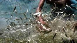 Tissemsilt : production de plus de 5 tonnes de poissons d’eau douce en 2012
