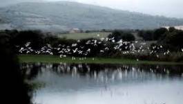 Skikda : protéger les oiseaux migrateurs de Guerbès-Sanhadja