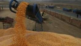 Céréales : hausse au-delà des attentes de la facture des importations algériennes