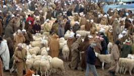 L'Aïd en Algérie : Mehdi et le mouton