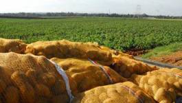 La pomme de terre : pilier de la sécurité alimentaire (II)