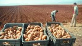 La pomme de terre : pilier de la sécurité alimentaire (I)