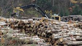 Les délits forestiers endommagent près de 520 hectares à El Tarf