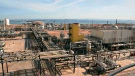 Sonatrach recrute 8000 jeunes : pour faire quoi ?
