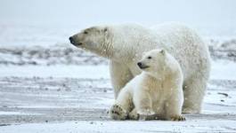 La sixième extinction animale de masse est en cours (étude)