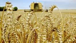 Céréales: l'inquiétude sur l'offre fait flamber les cours