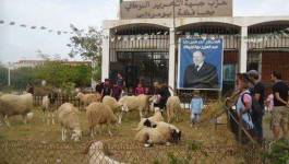 Une vente de moutons de l'Aïd sous le patronage du chef de l'Etat ?!