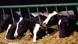 Un Algérien met au point une nouvelle technique de production fourragère hors sol