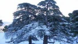 Batna : deux vice-présidents de l'APC de Theniet El-Abed suspendus