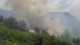 Bejaia embrasée : plus de 13 incendies ont ravagé près de 900 hectares