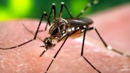 Première campagne publique de vaccination contre la dengue au Brésil (Sanofi)