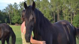 L'âne berbère et le cheval dit "arabe'' !