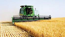 Une production céréalière exceptionnelle en 2016 à Mila