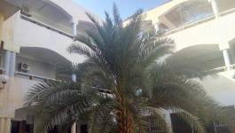 Un édifice de 50 milliards abandonné en plein centre d’Ouargla