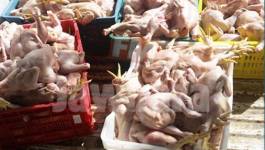 Plus de 200 t de viande découvertes dans un abattoir clandestin à Tiaret