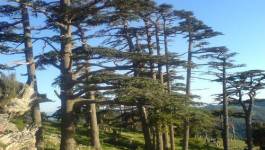 La conservation des forêts de Batna en quelques chiffres