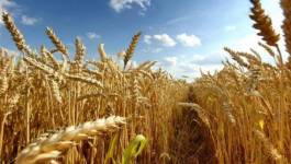 La facture des importations de céréales en baisse en 2016