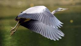 Plus de 1000 oiseaux de différentes espèces recensés dans les barrages de Tizi-Ouzou