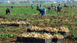 A la veille des élections, le gouvernement déstocke la pomme de terre pour faire baisser les prix