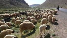 Vol d'un troupeau de moutons à Melakou (Tiaret)