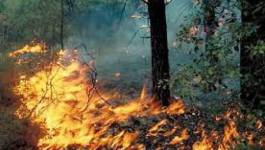 Incendies de forêts : 9 morts et 26 individus arrêtés par la gendarmerie