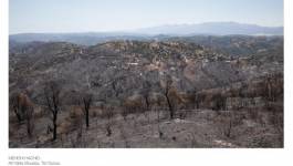 Plus 150 incendies enregistrés en 24 heures en Algérie