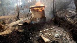 Incendies de forêts : qui a intérêt à entretenir l'écran de fumée ? (II)