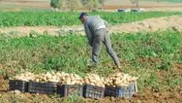 Des semences impropres venues du Maroc écoulées à l’Ouest