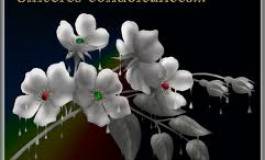 Condoléances des enseignantes et les enseignants de l’USTHB