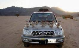 Les émirs arabes tuent l'outarde et la gazelle avec la bénédiction des autorités