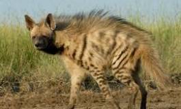 Nature : l’hyène rayée réapparaît dans la région de Batna