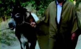 L'Olivier d'or du festival du film amazigh attribué à "Vava Moh"