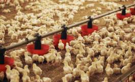 Adoption d'un programme de développement pour la filière avicole