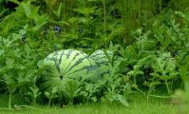 Du melon irrigué avec des eaux usées : 33 affaires devant la justice