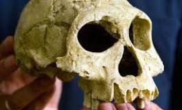 Homo erectus a cohabité avec d'autres espèces humaines en Afrique