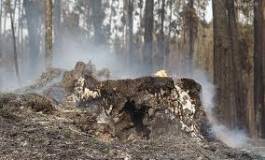 Mizrana et Tigzirt : les forêts brûlent !