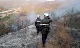 Pourquoi 21 000 hectares de forêts et de cultures sont partis en fumée ?