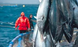 Pêche au thon : le quota de l’Algérie augmenté de 100 t pour 2013-2014