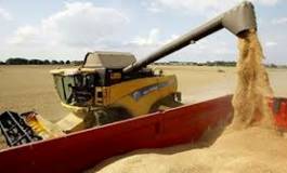 L'Algérie a réalisé une très bonne récolte de céréales en 2012