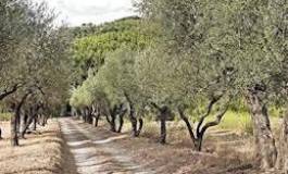 Les plantations d’oliviers ont triplé entre 2000 et 2012 en Algérie